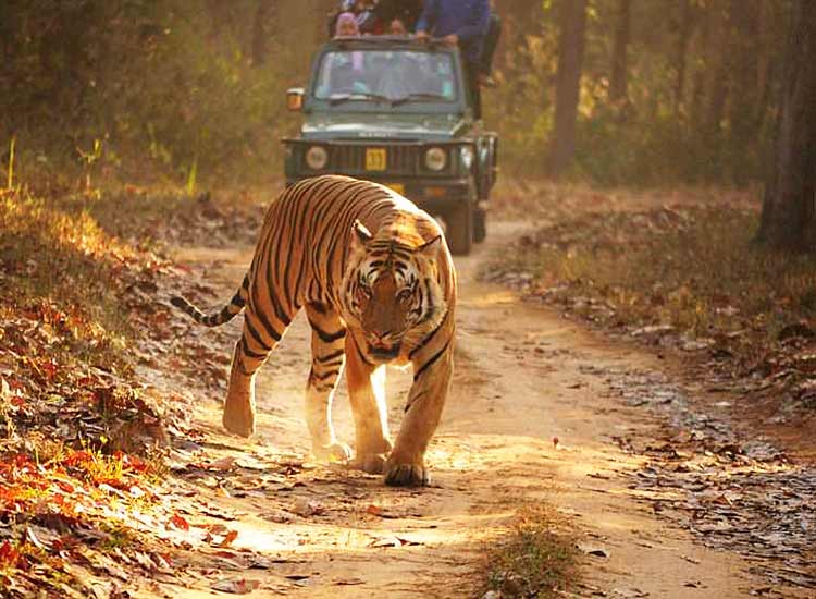 |Bandhavgarh National Park|||||||||Fossil-Park-in-MP|Sanjay-Dubri-National-Park-&-Wildlife-Sanctuary