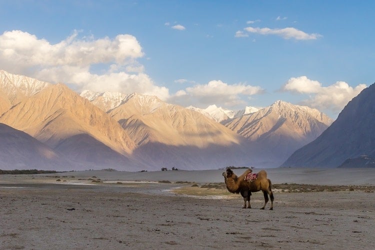 A Complete Guide On How To Plan A Trip To Ladakh
