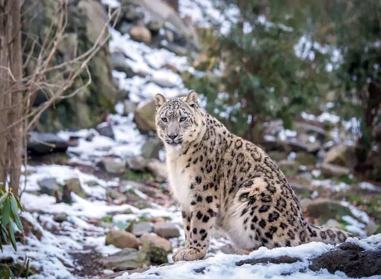 |||Kalatop Wildlife Sanctuary|||||||||Introduction-to-Wildlife-in-Himachal-Pradesh|Forest-Ecosystems-Supporting-Wildlife|National-Parks-in-Himachal-Pradesh|Wildlife-Sanctuaries-in-Himachal-Pradesh