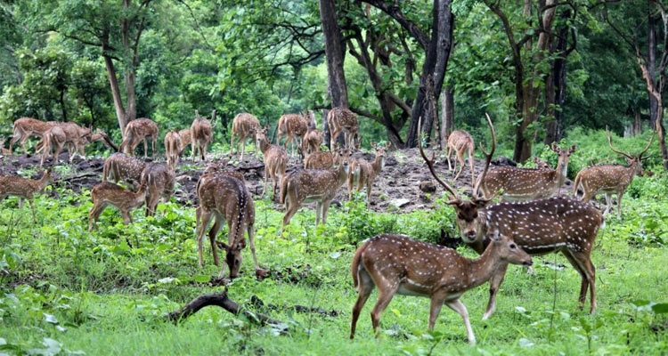 Mudumalai National Park |Mukurthi National Park |Indira Gandhi Wildlife Sanctuary and National Park |Vedanthangal bird Sanctuary|Srivilliputhur Sanctuary |Kalakkad Mundanthurai Sanctuary |Gulf of Mannar Marine National Park |Vallanadu Wildlife Sanctuary |Crocodile-Park|Guindy National Park 
