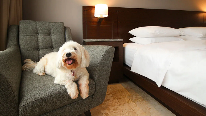 pet friendly hotels in goa|Hotel 100 Petals - Pet Friendly Hotels in Gangtok|Tag Along Backpackers|Yangthang Heritage|The Elgin Norkhill|The Golden Crest|Saramsa Resort - Pet Friendly Hotels in Gangtok|Great Eastern Valley Residency
