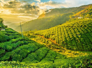 Munnar Tea Garden|St Mary’s Island
