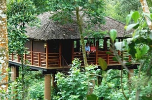 Shola Periyar Tree House Resorts|Vythiri Tree House Resort|Green Magic Tree House Resort|Rain Forest Resort|vanya-tree-house-thekkady|Pepper-Trail-Wayanad|Nature-Zone-Resort-Munnar|Resort-Kalpetta-Kerala|Kolagappara- resort-Kerala|Tree-House-Munnar