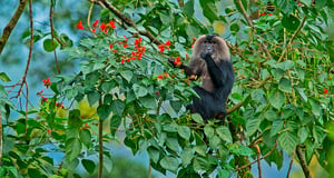 silent valley national park|Periyar National Park|Wayanad Wildlife Sanctuary|Shendurney Wildlife Sanctuary|Rajamala Wildlife Sanctuary|Peppara Wildlife Sanctuary|Ernavikulam National Park|Idukki Wildlife Sanctuary|Aralam Wildlife Sanctuary|Chinnar Wildlife Sanctuary|Neyyar Wildlife Sanctuary|Peechi-Vazhani Wildlife Sanctuary