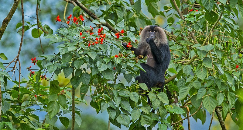 silent valley national park|Periyar National Park|Wayanad Wildlife Sanctuary|Shendurney Wildlife Sanctuary|Rajamala Wildlife Sanctuary|Peppara Wildlife Sanctuary|Ernavikulam National Park|Idukki Wildlife Sanctuary|Aralam Wildlife Sanctuary|Chinnar Wildlife Sanctuary|Neyyar Wildlife Sanctuary|Peechi-Vazhani Wildlife Sanctuary