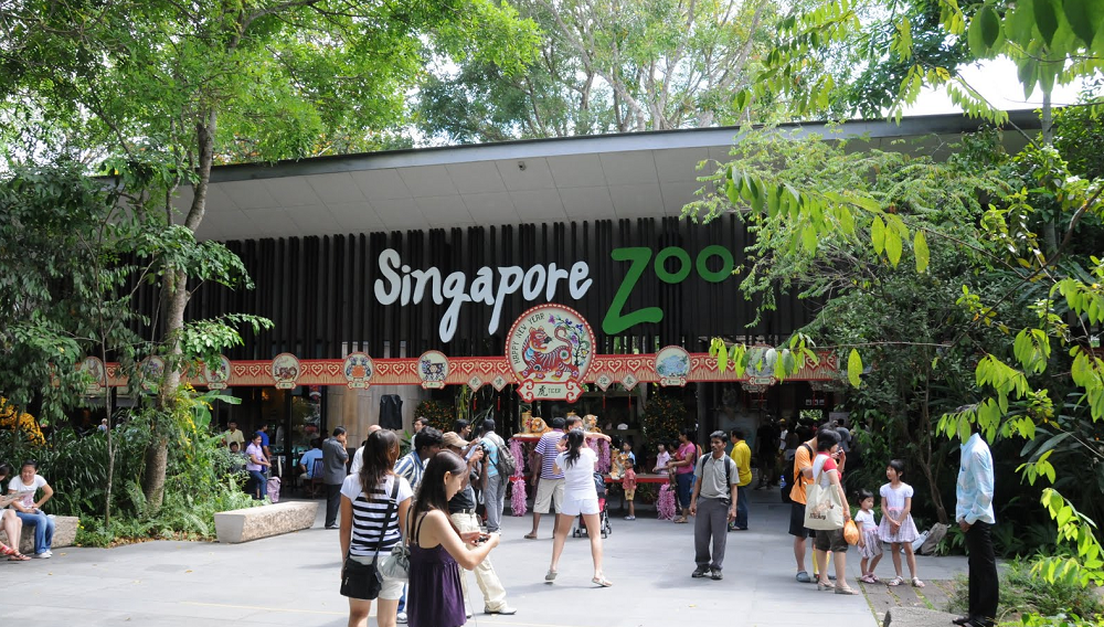 singapore night safari thumb|