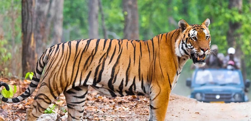 |Kaziranga - Top National Parks in India|Kaziranga National Park