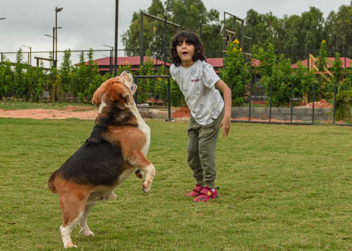 Vama Retreats: A Pet Friendly Hotel in Bangalore|Four season hotel in Bangalore|Vivanta Bangalore|Grand Mercure Hotel in Bangalore|Crafted Backyard in Bangalore|Cuckoo Hotel in Bangalore|Casa Cottage in Bangalore|Elephant County Homestay