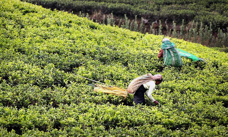 munnar tea plantation