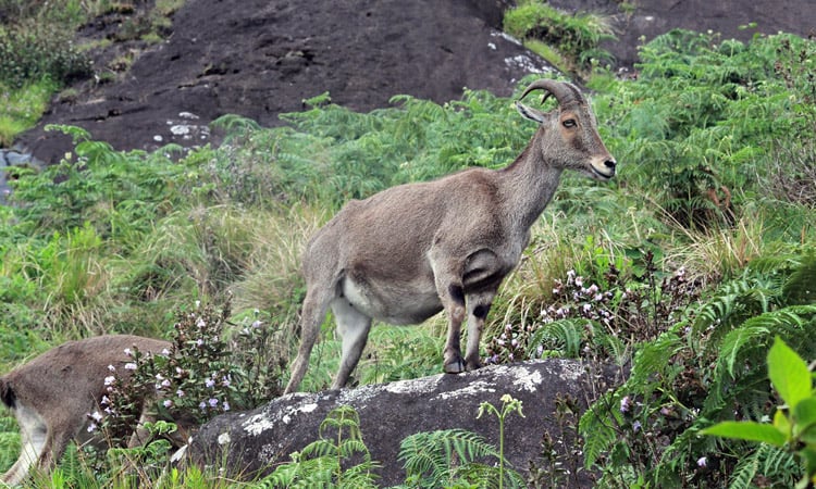 Nilgiri Tahr