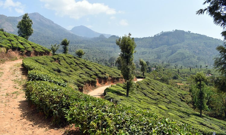 Munnar, a hill station in Kerala