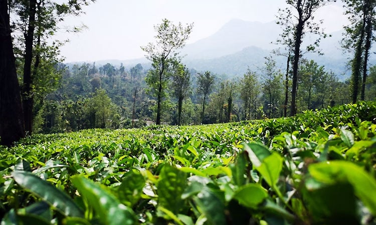 lush tea plantation in Wayanad,