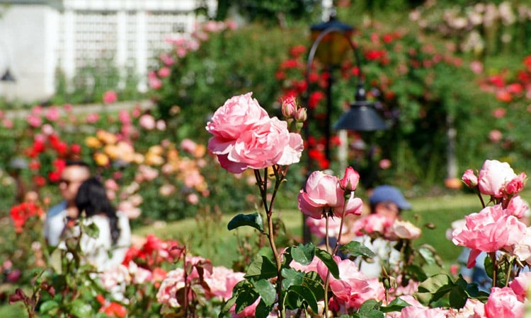 Lockhart Gap & Rose Garden