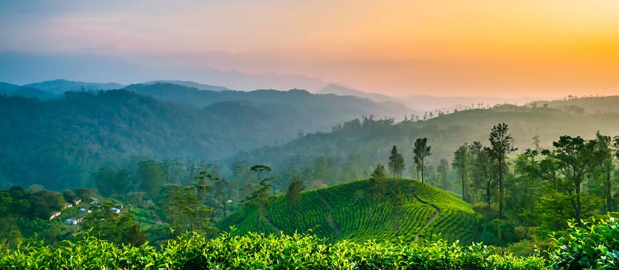 Munnar Tourism & Travel Guide