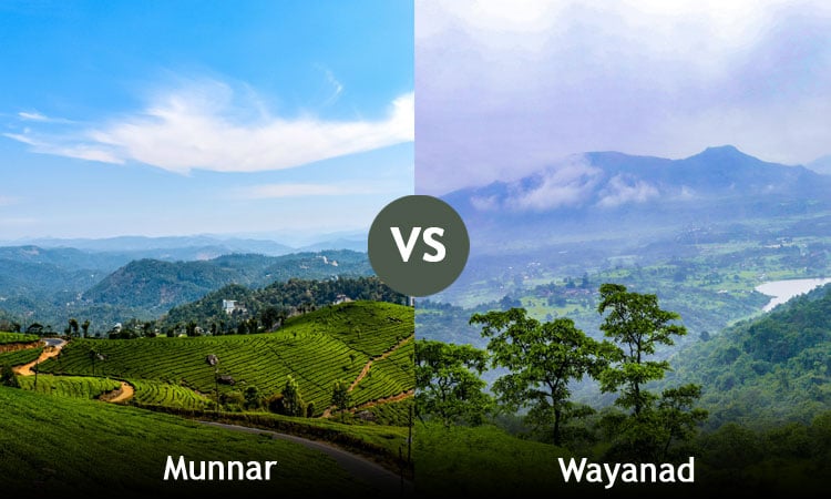 Munnar tea hills and Wayanad forest scenery compared