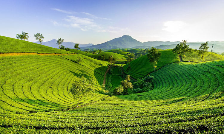 a scenic view of a tea plantation, Munnar