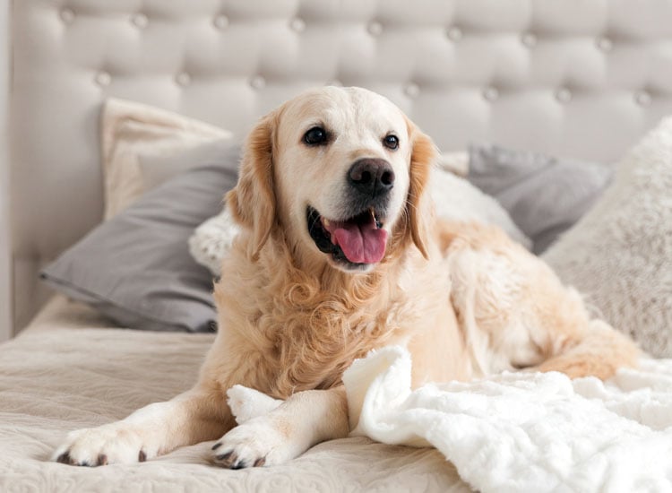 Top-10-Pet-Friendly-Hotels-in-Jaipur