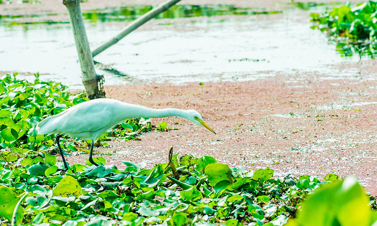 Top Places to Visit in Kumarakom