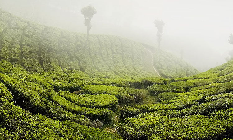 Visit Idukki