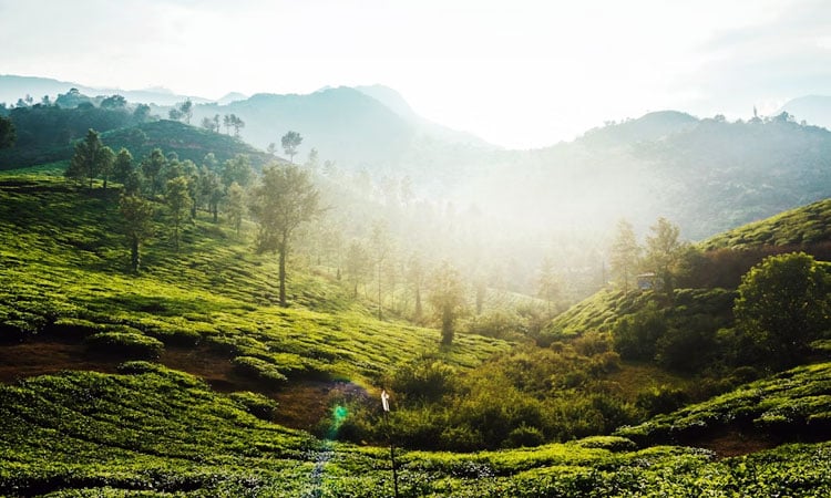 scenic view of tea plantations in Wayanad