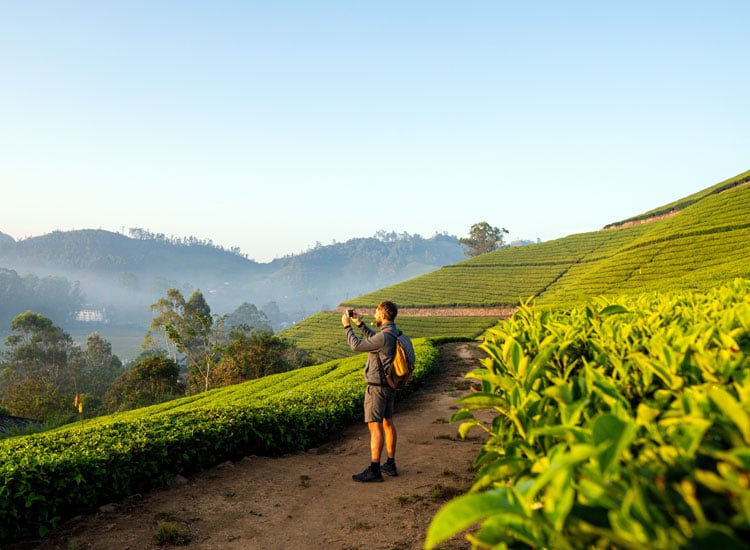 10-Must-Visit-Tea-Plantations-in-Kerala
