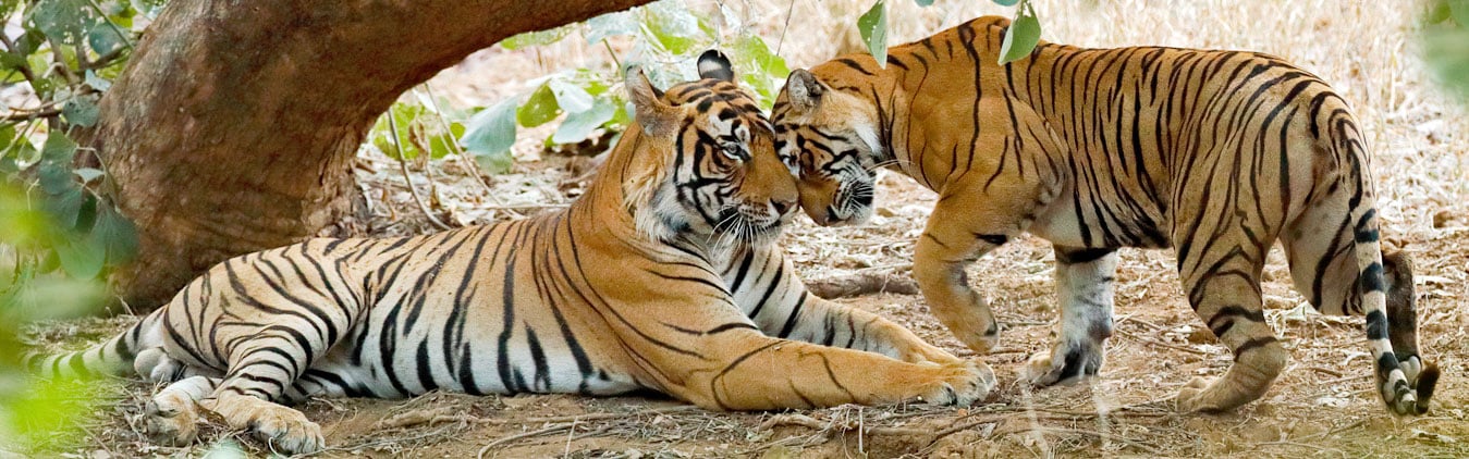 8-Day Golden Triangle with Ranthambore Vacation Package