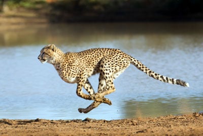 Delightful South Africa Tour