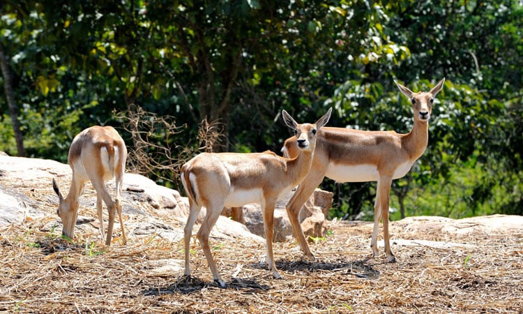 Deer-Park