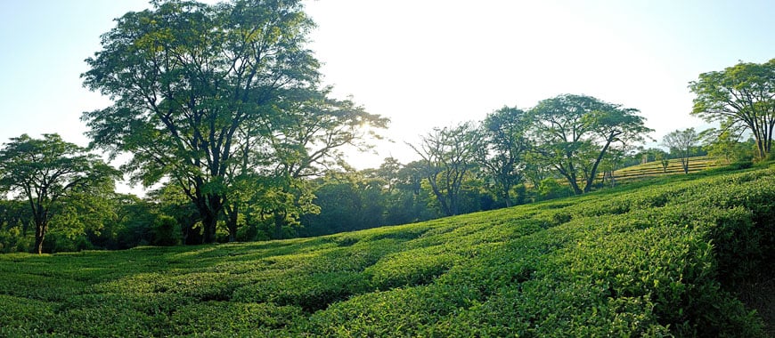 The top things to do in Palampur 2025