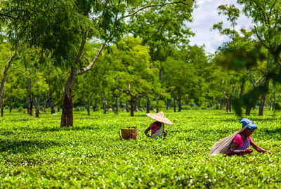 Gems of Assam Tour