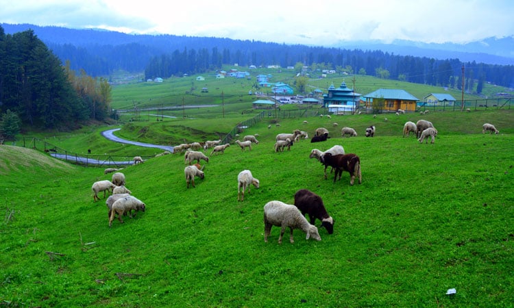 Common Mistakes to Avoid on Your Kashmir Trip