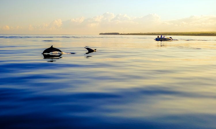 Dolphin-Watching-Cruises
