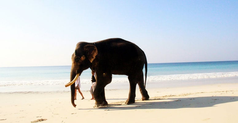 Elephant Beach