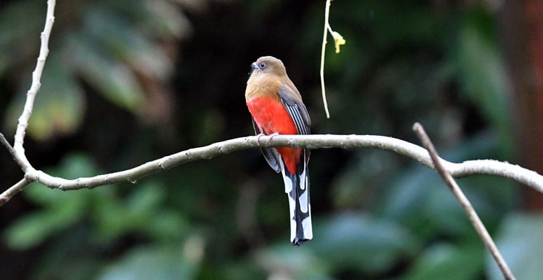 Namdapha National Park