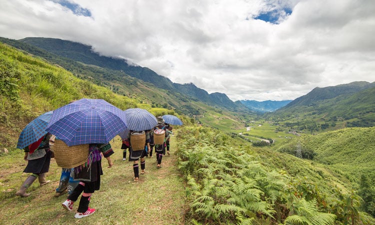 Sapa