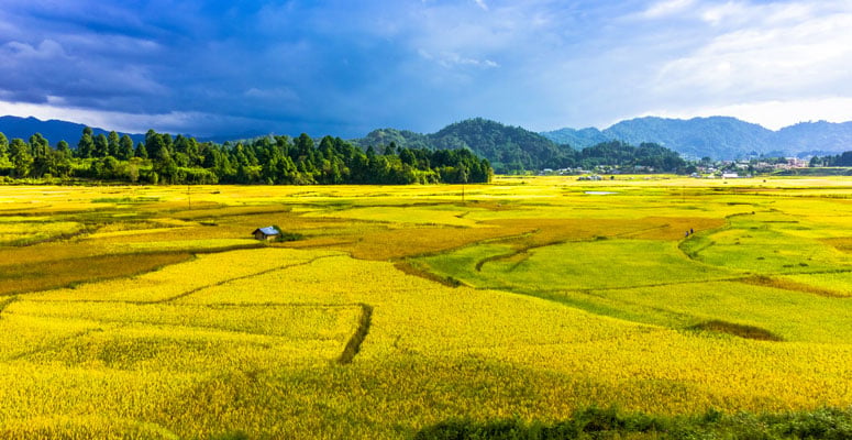 Ziro Valley