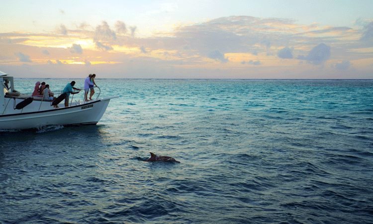 Dolphin Cruise