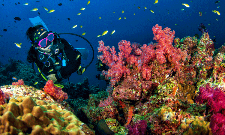 Don't Miss Snorkelling and Diving