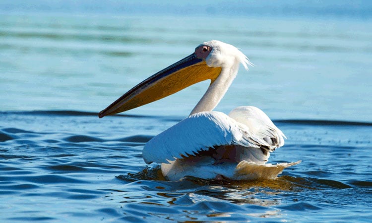  Lake Manyas Bird Paradise