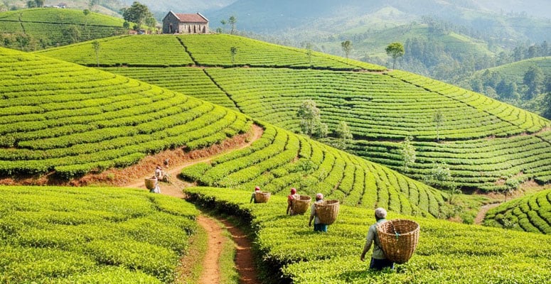 Munnar tea gardens and misty hills