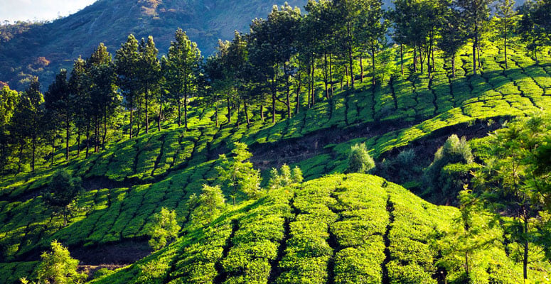 Munnar