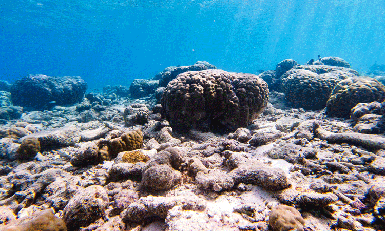 A beautiful view of snorkelling at Banana Reef.