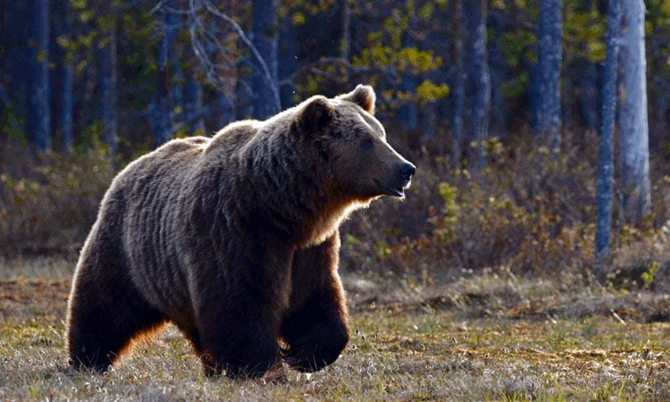 Yedigöller National Park 