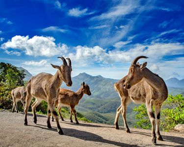 Discover Kerala Tour Package