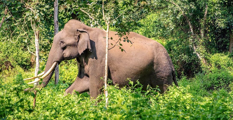 Wayanad