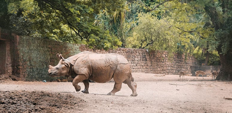 One-horned rhino at Amchang Sanctuary
