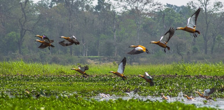 Flock of birds taking flight at Dibru-Saikhowa National Park
