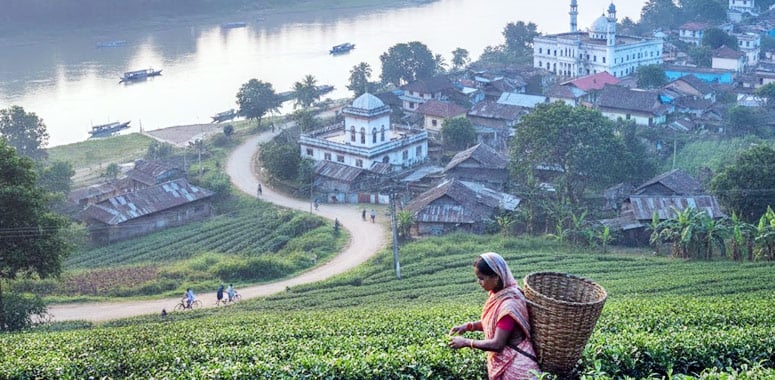 Tea gardens overlooking Goalpara town