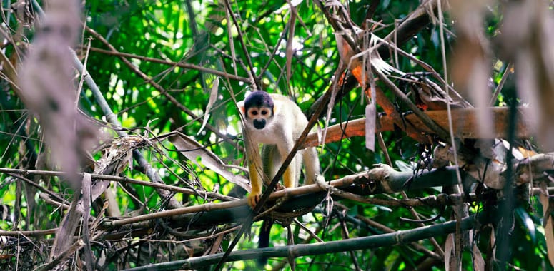Gibbon perched among the branches at Hoollongapar Gibbon Sanctuary