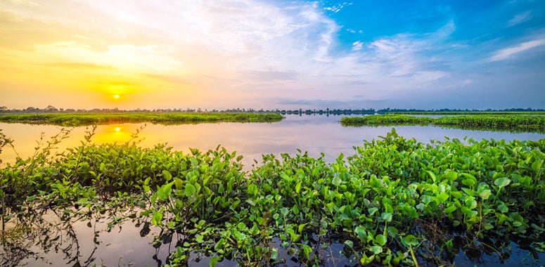Wetland landscape at Jorhat sunset